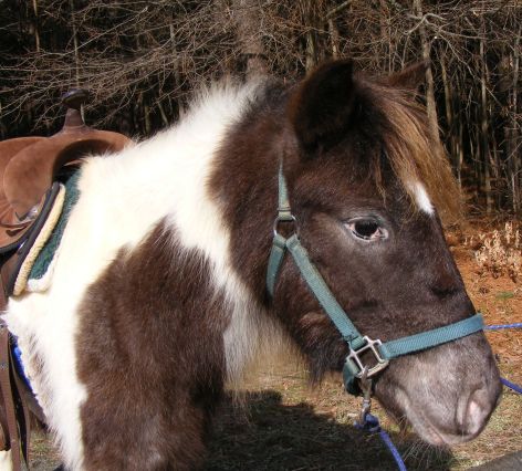 Photo of Blue Bayou, a blue roan pinto pony