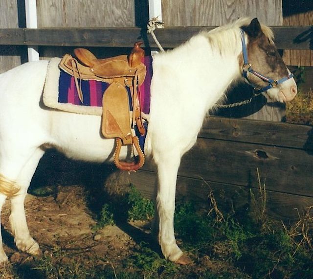 Photo of Frosty, a pinto pony