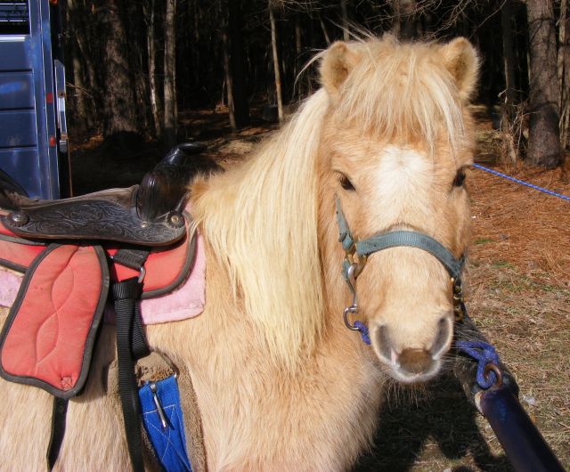 Photo of Janie, a palamino Shetland pony