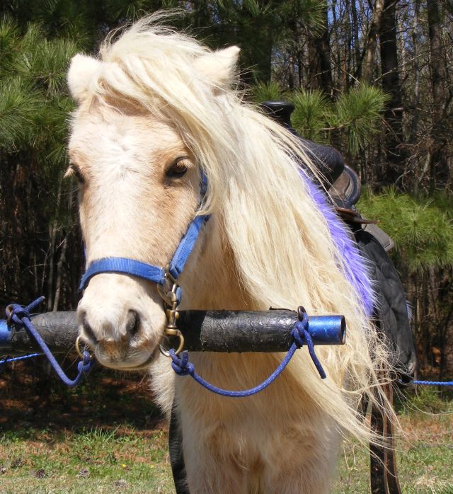 Photo of Katy, a palamino Shetland pony