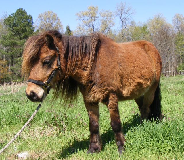Photo of Koko, a bay pony