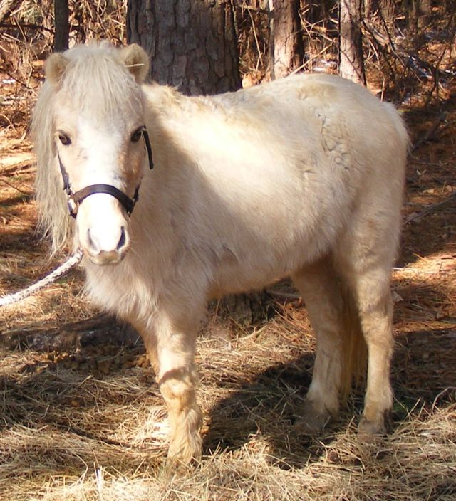 Photo of Missy B, a palamino Shetland pony