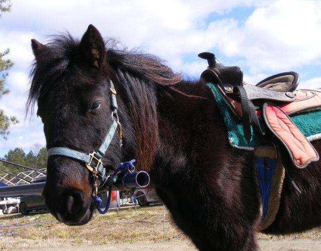 Photo of Sweetie, a black Hackney-Shetland pony