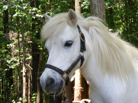 Photo of Teddy Bear, a grey pony